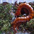 紅龍蜈蚣 紅龍蜈蚣