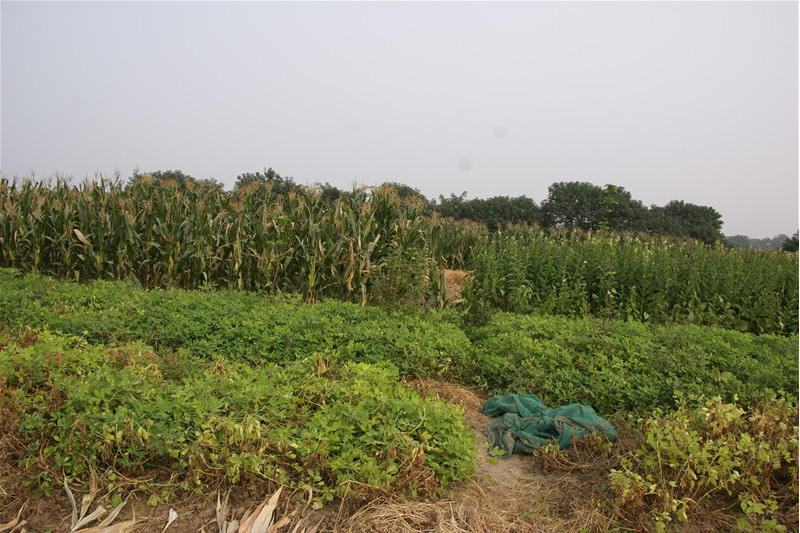 枕子山遺址 枕子山遺址
