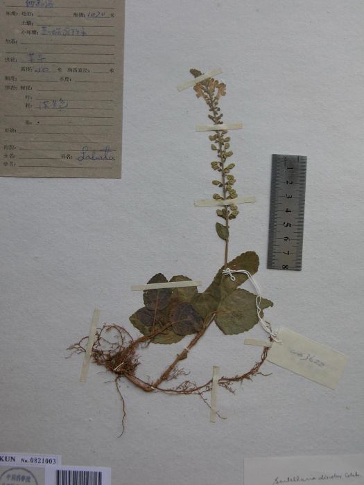 異色黃芩 異色黃芩