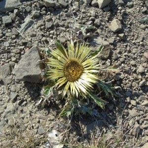 Carlina acanthifolia