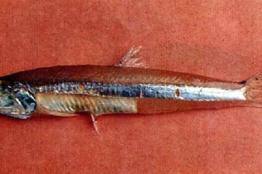 小公魚屬 小公魚屬
