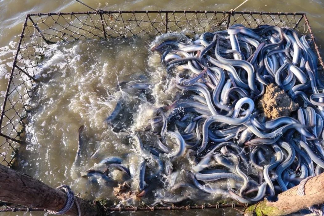 順德鰻魚