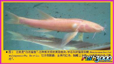 白泡盲魚-武隆麗條鰍