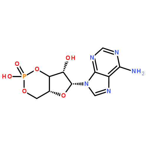 環磷酸腺苷(cAMP（環磷酸腺苷）)