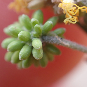Dichrostachys venosa