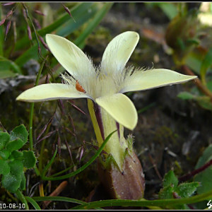 大萼藍鐘花