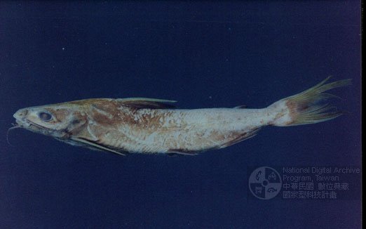 大海鯰