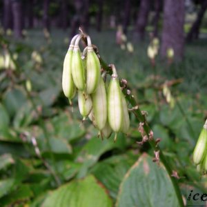 玉簪(Hosta plantaginea)