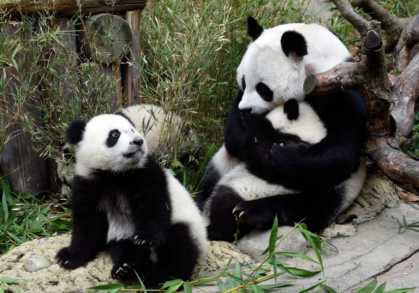大熊貓親親愛愛