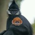 黑葉猴