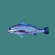 鈍頭魚 鈍頭魚