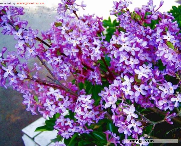 桂葉芫花