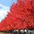 改良紅楓 改良紅楓