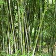 沙羅單竹(薄竹) 沙羅單竹(薄竹)