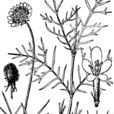 黃盆花 黃盆花