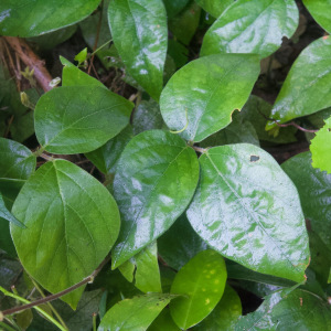 Desmodium axillare