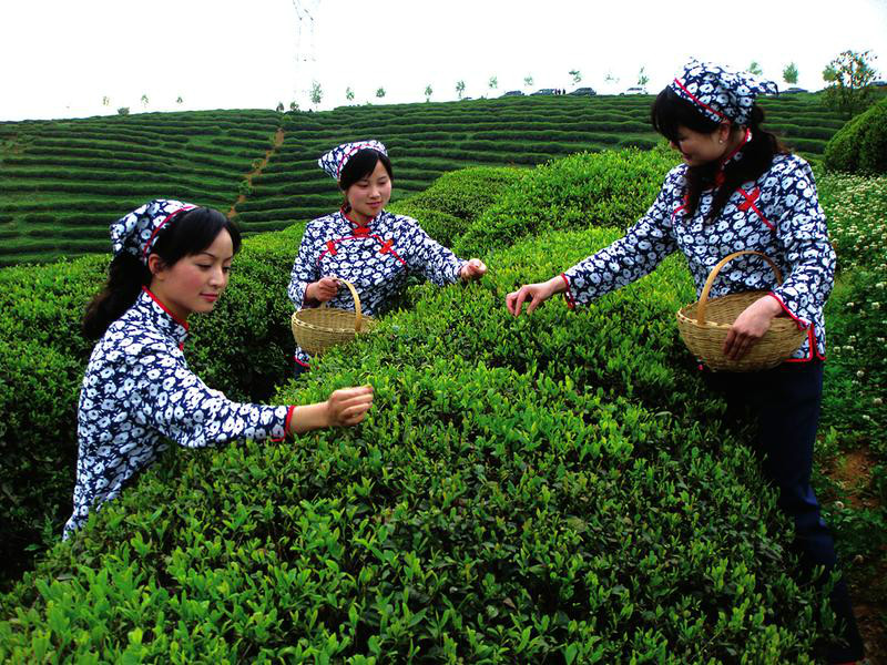 西鄉茶園