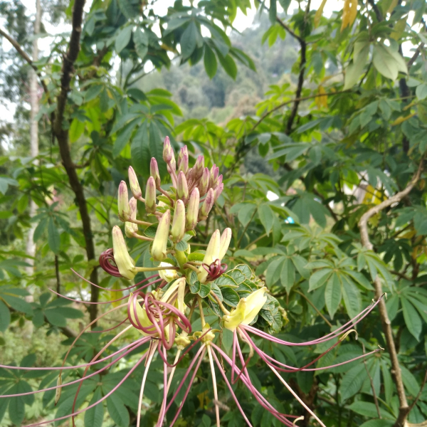 Cleome magnifica