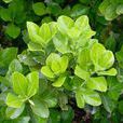 大葉黃楊(無患子目黃楊科植物)