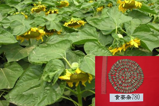 食葵T33 食葵T33