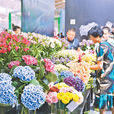 中國昆明國際花卉展