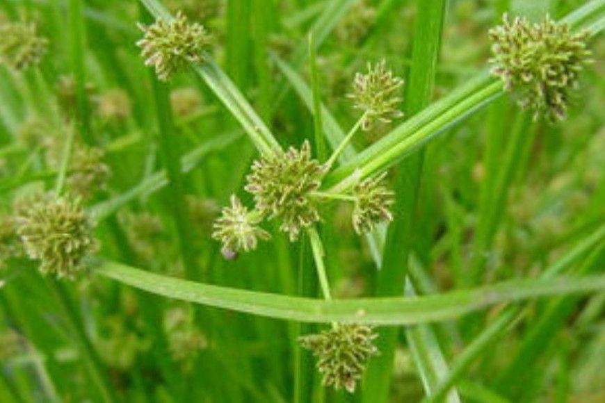 鹹草擇 鹹草擇