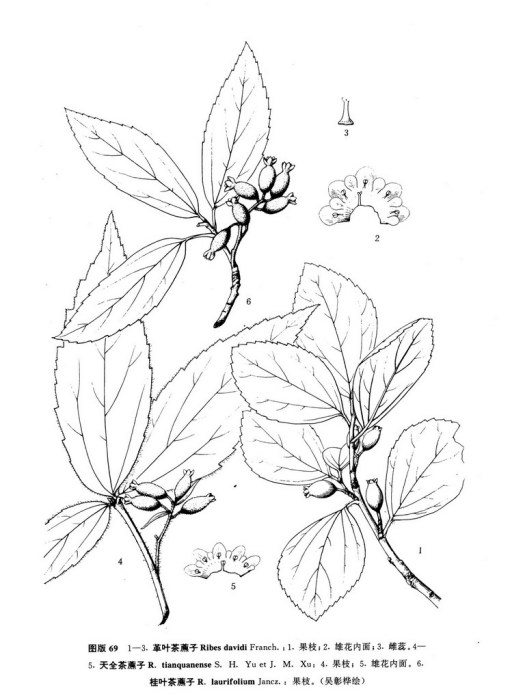 天全茶藨子 天全茶藨子