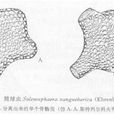 筒球蟲 筒球蟲