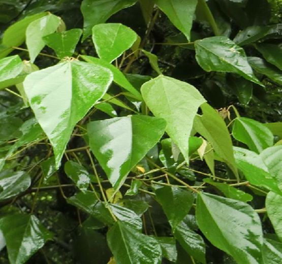 大葉釣樟(樟科山胡椒屬植物) 大葉釣樟(樟科山胡椒屬植物)