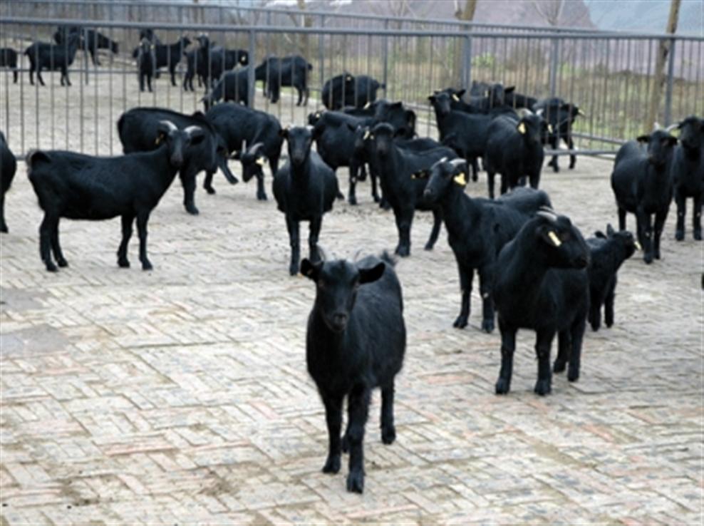 麻城黑山牛飼養場