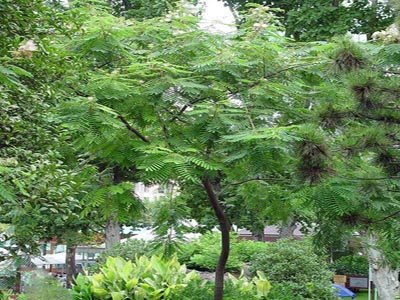 雨豆樹