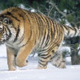 西伯利亞虎(朝鮮虎)