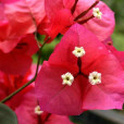 葉子花(藏丁香（藏丁香）)