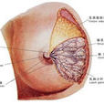 乳房良性腫瘤 乳房良性腫瘤