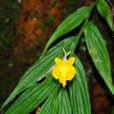 黃花山柰 黃花山柰