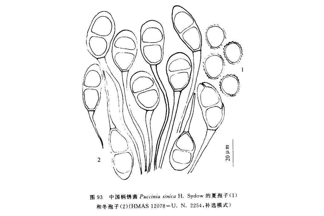 柄鏽菌屬 柄鏽菌屬