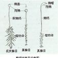 蘚綱 蘚綱