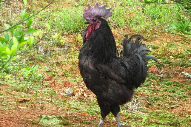 德化黑雞