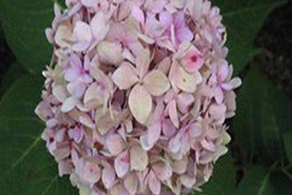Hydrangea macrophylla \x27David Ramsey\x27 Hydrangea macrophylla \x27David Ramsey\x27