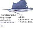 平鰭旗魚 平鰭旗魚