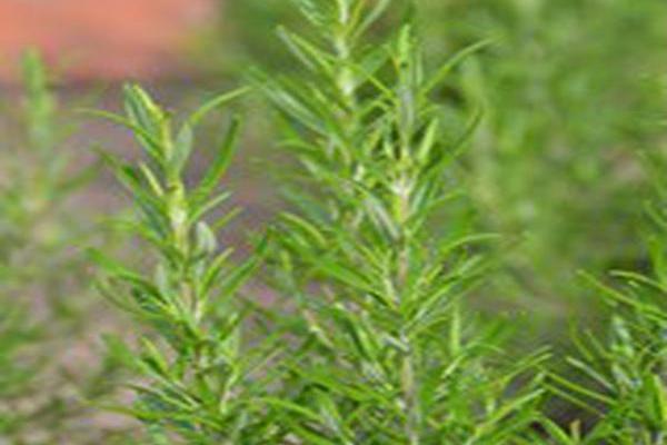 Salvia rosmarinus \x27Spice Islands\x27 Salvia rosmarinus \x27Spice Islands\x27