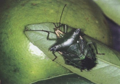 大綠蝽成蟲圖片