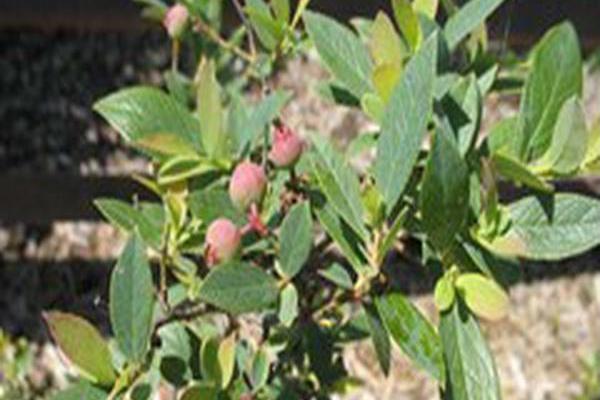 Vaccinium \x27Pink Lemonade\x27