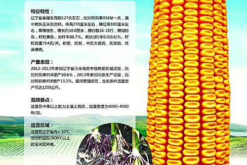 海禾78 海禾78