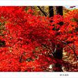 蛟河紅葉谷