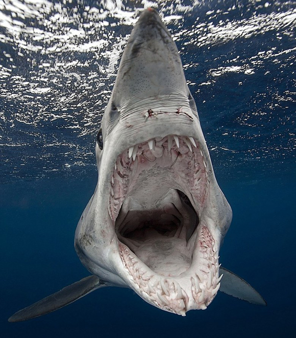 尖吻鯖鯊