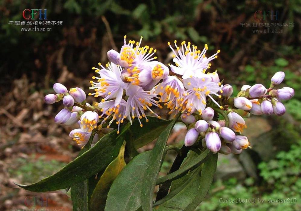 擬密花樹 擬密花樹