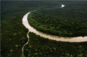 加里曼丹島的熱帶雨林