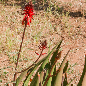 Aloe ukambensis