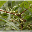 蔓生鼠李 蔓生鼠李
